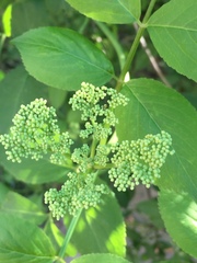 Sambucus canadensis