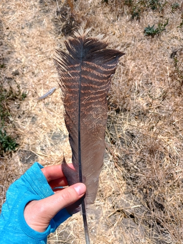 Wild Turkey