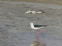 Himantopus himantopus
