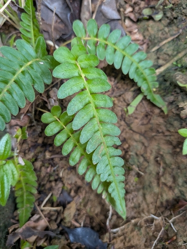 Blechnum occidentale, photograph 3