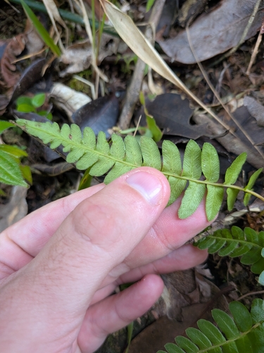 Blechnum occidentale, photograph 4