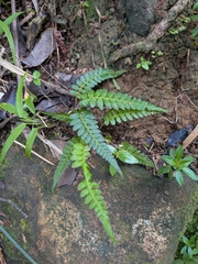 Blechnum occidentale, photograph (c) Guillaume Delaitre, some rights reserved (CC BY)