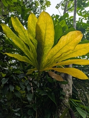 (c) Guillaume Delaitre, some rights reserved (CC BY) Anthurium palmatum, photograph (c) Guillaume Delaitre, some rights reserved (CC BY)