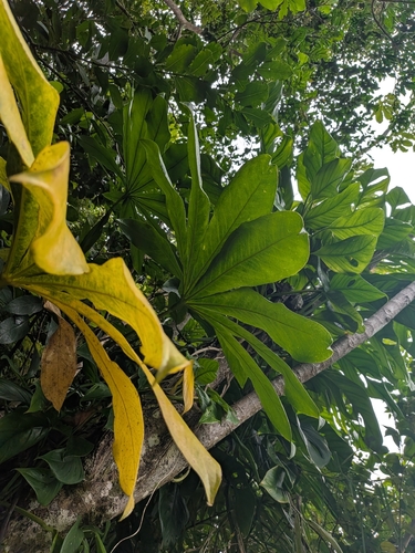 Anthurium palmatum, photograph 2