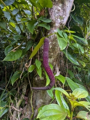 (c) Guillaume Delaitre, some rights reserved (CC BY) Anthurium palmatum, photograph (c) Guillaume Delaitre, some rights reserved (CC BY)
