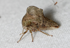 Heliria cornutula