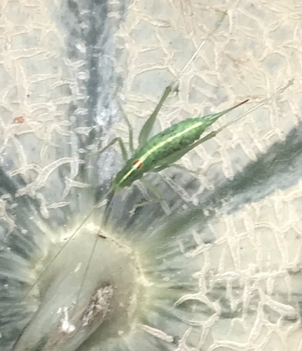 Southern Oak Bush-cricket