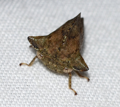 Heliria cornutula
