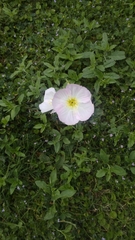 Oenothera speciosa