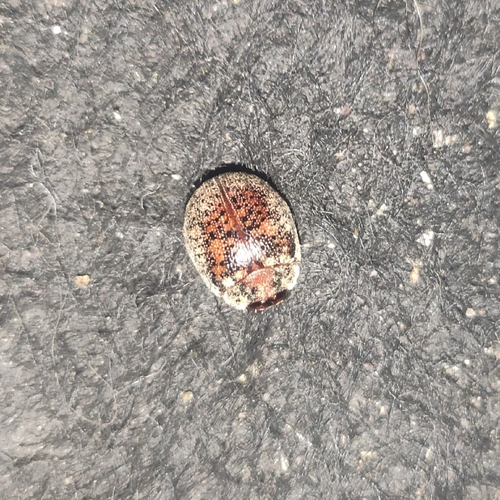 Australian Tortoise Beetle