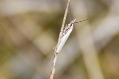 Pleurota aristella