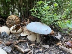 Agaricineae