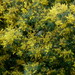 Acacia decurrens