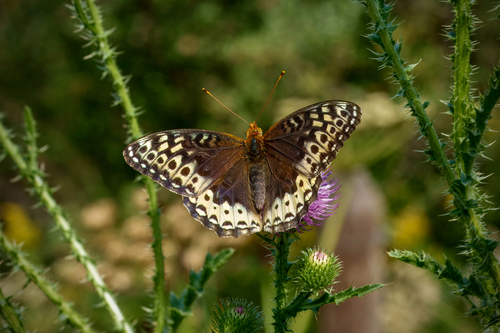 Great Spangled Fritillary