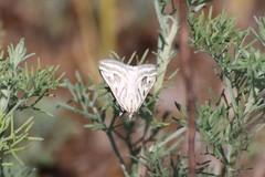 Loxostege aeruginalis