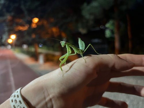 Transcaucasian Giant Mantis