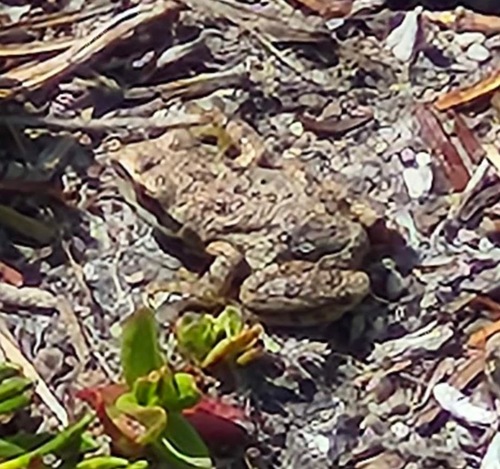 iNaturalist observation photo of Frogs and Toads