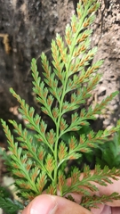 Asplenium onopteris, photograph (c) Leonardo Rapisarda, some rights reserved (CC BY)