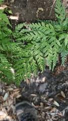 Asplenium onopteris, photograph (c) Leonardo Rapisarda, some rights reserved (CC BY)