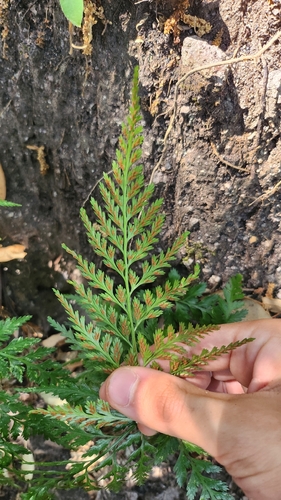 Asplenium onopteris, photograph 6