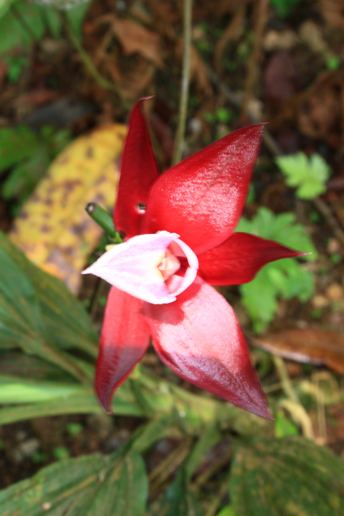 Calanthe gustavii
