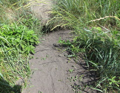 Marmota bobak