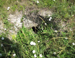 Marmota bobak