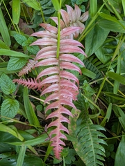 Blechnum occidentale, photograph (c) Guillaume Delaitre, some rights reserved (CC BY)