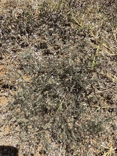 Erigeron divaricatus, photograph 4