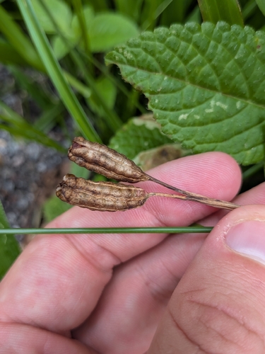 Trimezia martinicensis, photograph 2