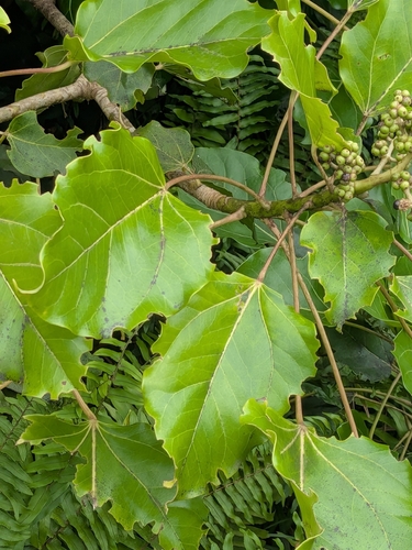 Oreopanax capitatus