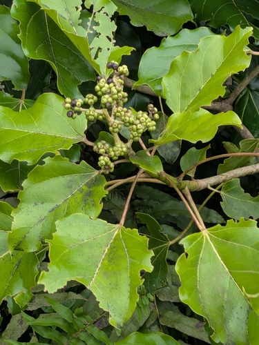 Oreopanax capitatus, photograph 2