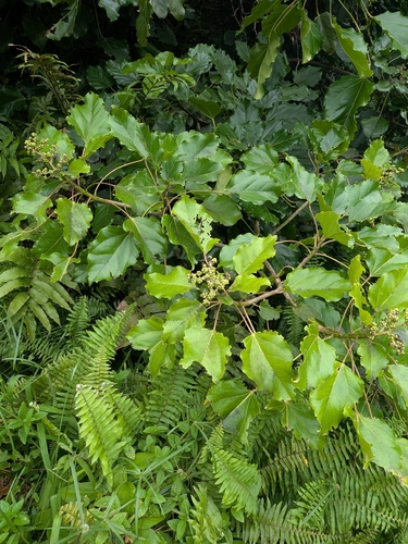 Oreopanax capitatus, photograph 3