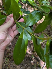 Pimenta racemosa