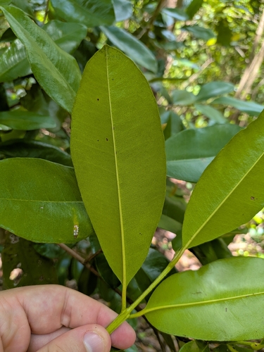 Pimenta racemosa, photograph 2