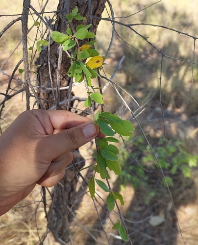 Terminalia canescens