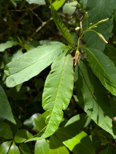 Solanum bahamense, photograph 6