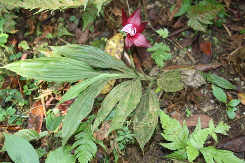 Image of Calanthe Gustavii (Calanthe gustavii) by (c) Fábio Olmos, some rights reserved (CC BY)