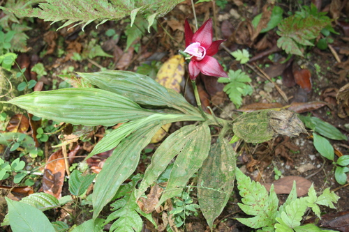 Image of Calanthe Gustavii (Calanthe gustavii) by (c) Fábio Olmos, some rights reserved (CC BY)