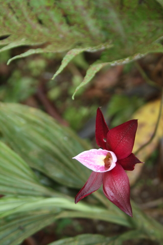 Image of Calanthe Gustavii (Calanthe gustavii) by (c) Fábio Olmos, some rights reserved (CC BY)