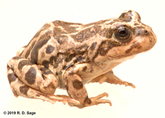 Pleurodema bufoninum