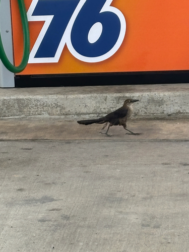 Great-tailed Grackle