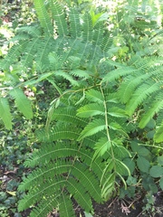 Albizia julibrissin