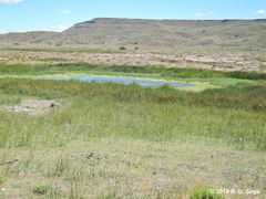 Pleurodema bufoninum