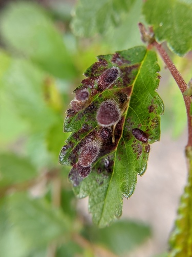 Rice Root Aphid photo 6