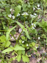 Valerianella chenopodifolia
