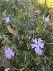 Phlox subulata