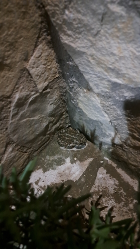 Balearic Green Toad