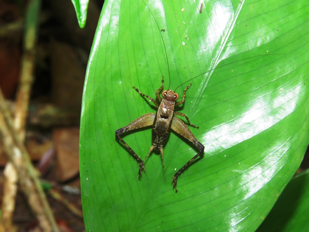 Ligypterus