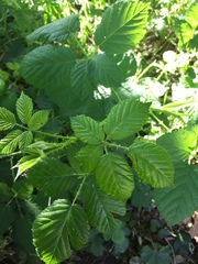 Rubus bifrons